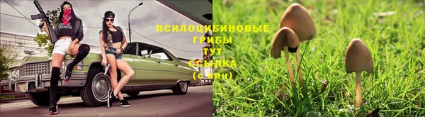 индика Горно-Алтайск